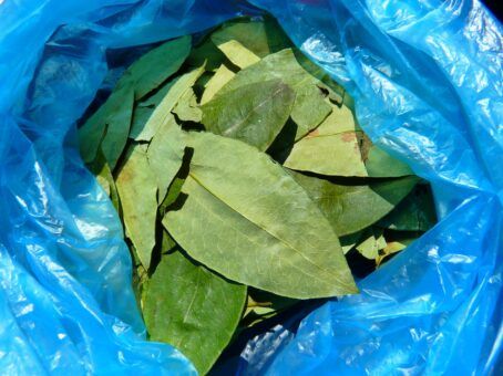 Coca Leaf Benefits