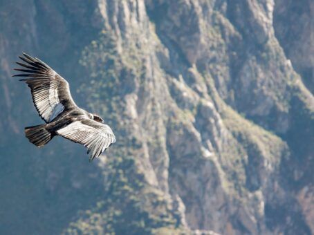 Condor Initiation: A Sacred Path in the Andean Cosmovision