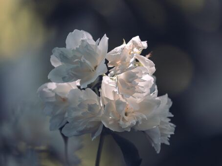 Pachamama’s Herbs: Andean Plants for Healing and Ceremony