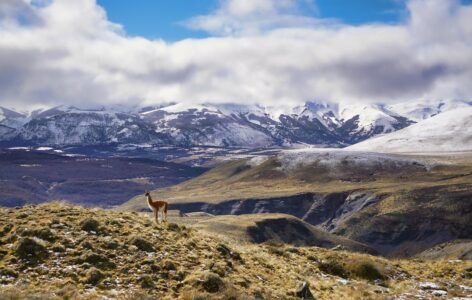 The Llama ‘s Medicine for the Soul