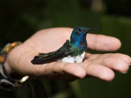 Hummingbird Energy Transmission in Andean Culture