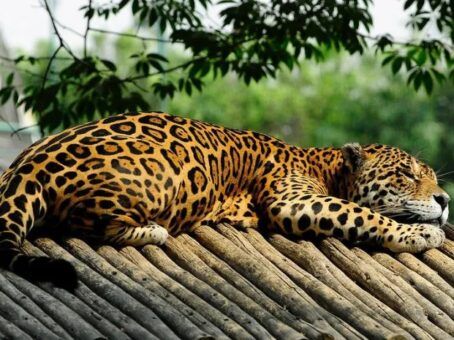 Jaguar Initiation: Awakening Inner Power