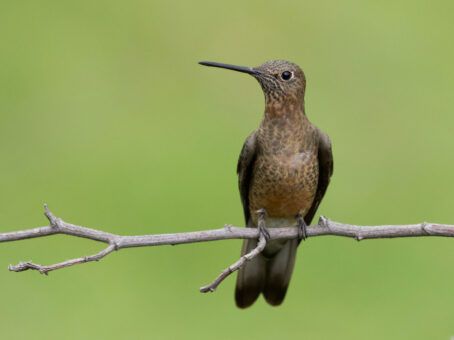 Peru’s Giant Hummingbird in Myth and Dance