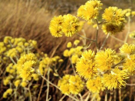 The Practice of Continuity in Andean Life