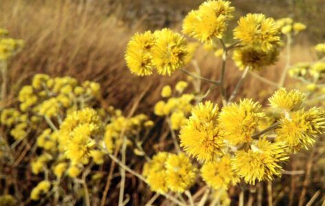 The Practice of Continuity in Andean Life