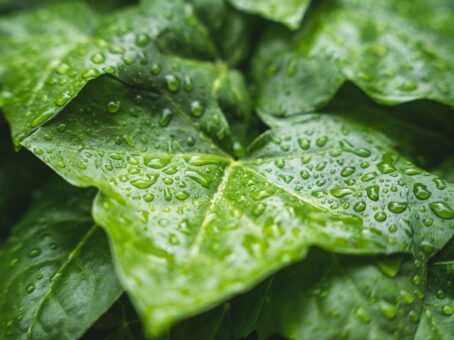 Dry Wind and the Andean Medicinal Plants