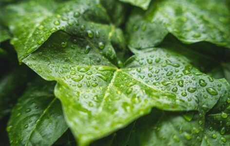 Dry Wind and the Andean Medicinal Plants
